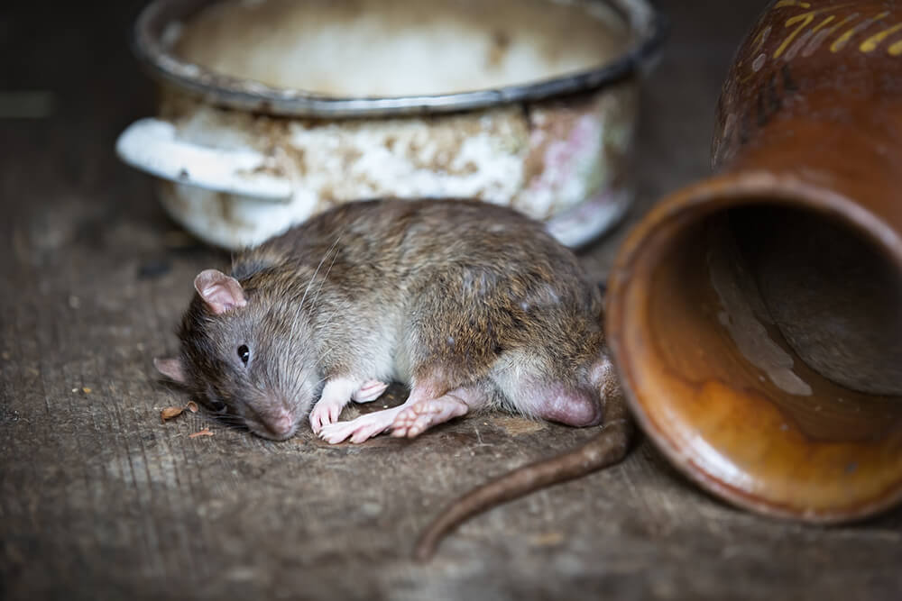 Qual è La Differenza Tra Ratti E Topi